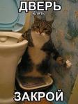 котэ.jpg