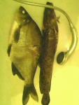 IMG0026A.jpg