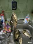 IMG_3421_1.jpg