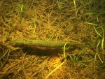 DSC04493.jpg