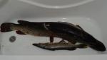 DSC00095.JPG