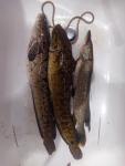 IMG_20151115_0148301.jpg