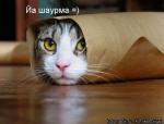 x_9d584695.jpg