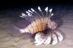 LionFish.jpg