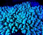 VioletCoral.jpg