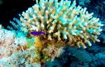 Coral.jpg