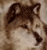 Фотография kind_wolf